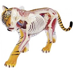 4D Master Tiger Anatomy Model 26105