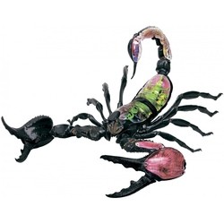4D Master Scorpion Anatomy Model 26113