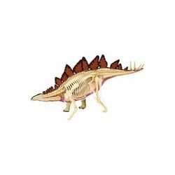 4D Master Stegosaurus Anatomy Model 26095