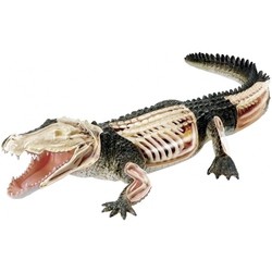 4D Master Crocodile Anatomy Model 26114