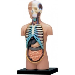 4D Master Human Torso Anatomy Model 26051