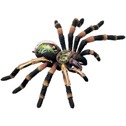 4D Master Tarantula Spider Anatomy Model 26112