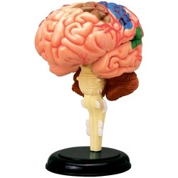 4D Master Human Brain Anatomy Model 26056