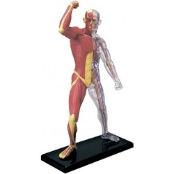 4D Master Muscle and Skeleton Anatomy Model 26058