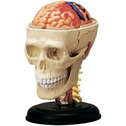 4D Master Cranial Nerve Skull 26053