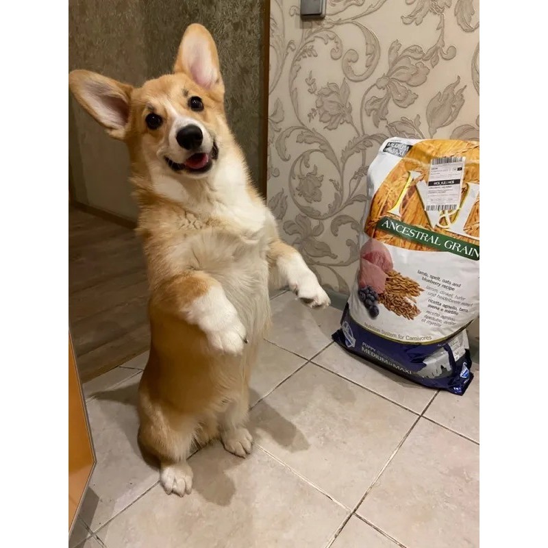 Farmina A/G Puppy Med/Max Lamb/Blueberry 2.5 kg