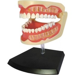 4D Master Adult Dentures 626015