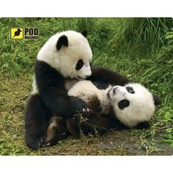 Pod myshku Pandas